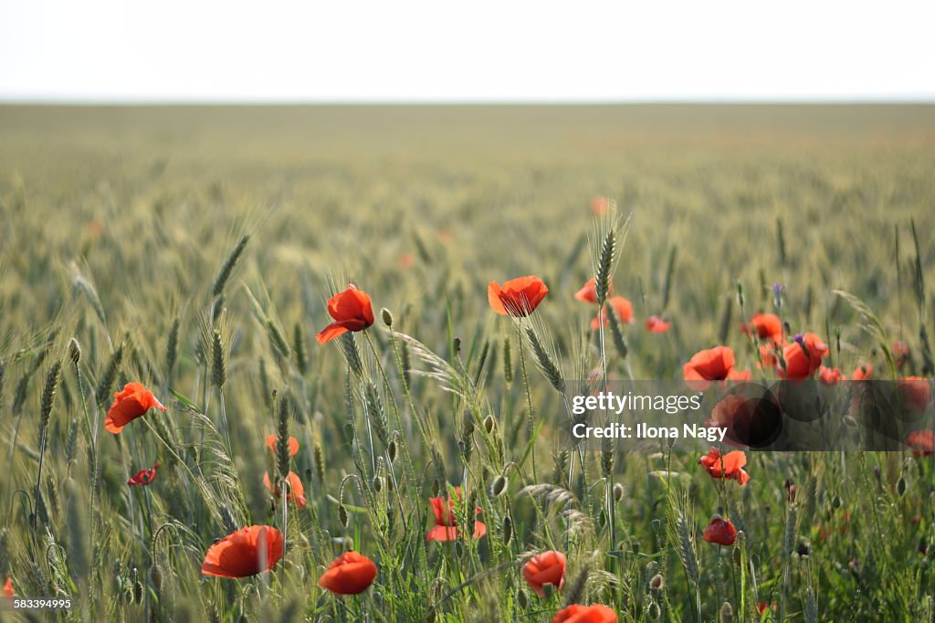 Poppies in wheat field