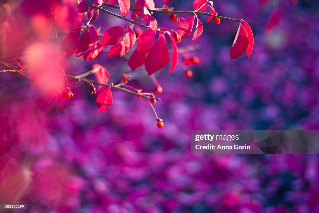 Autumn leaves and berries, purple background