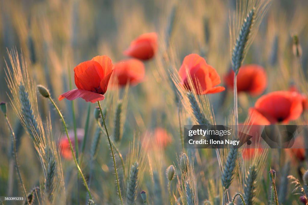 Poppies in wheat field