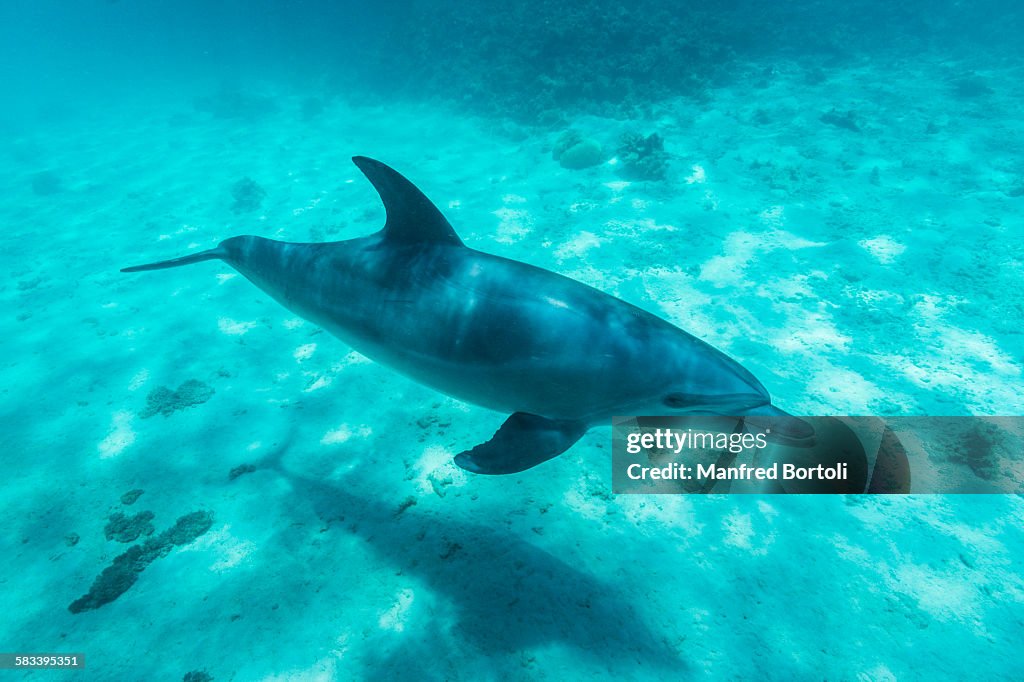Bottlenose dolphin swimming on the white sand