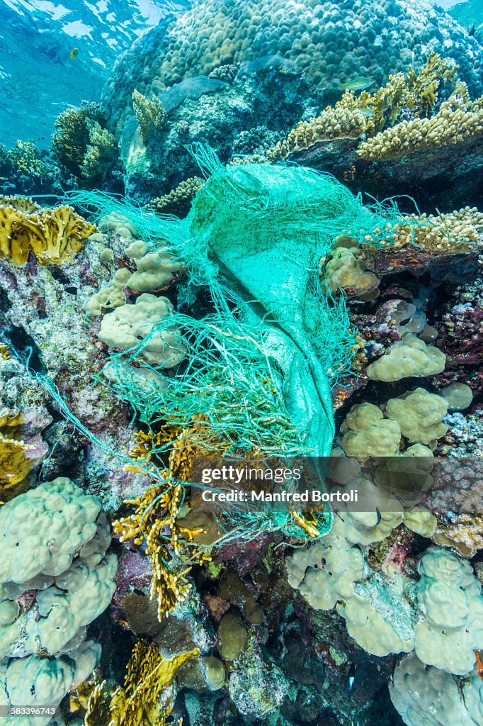 Garbage, a plastic bag on the reef