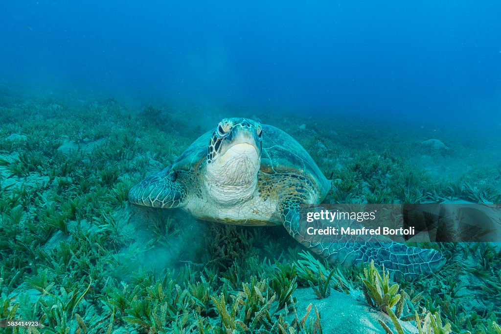 Green turtle over sea grass area looking at camera