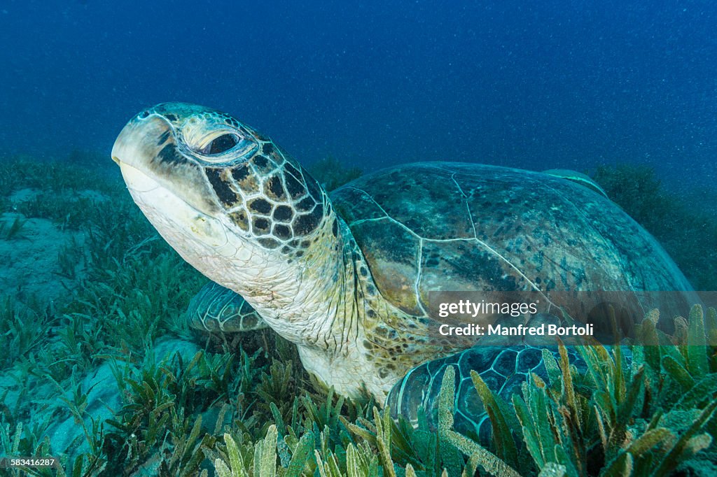 Green turtle over sea grass area