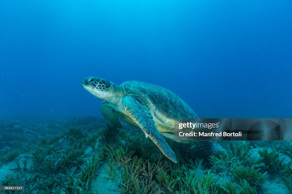 Green turtle swim over sea grass area