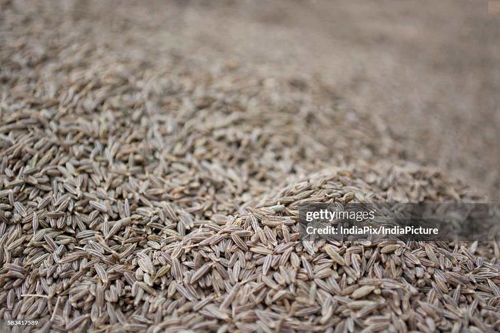 Full frame of Cumin seeds