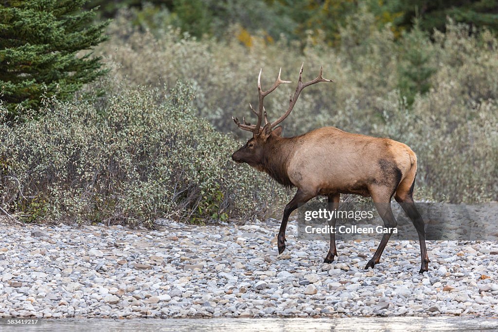 Bull elk walking on rocky shoreline