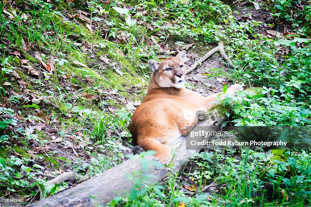 Cougar relaxing