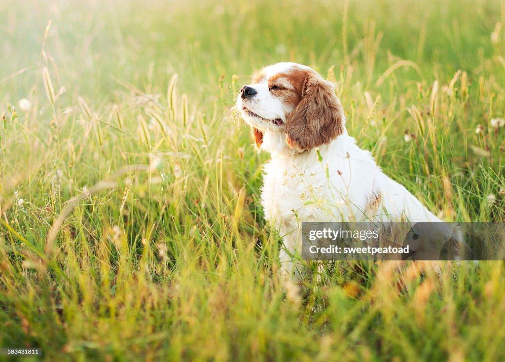 Sitting dog