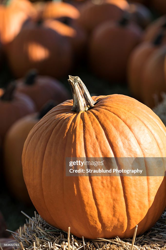 Pumpkin at the Pumpkin Patch