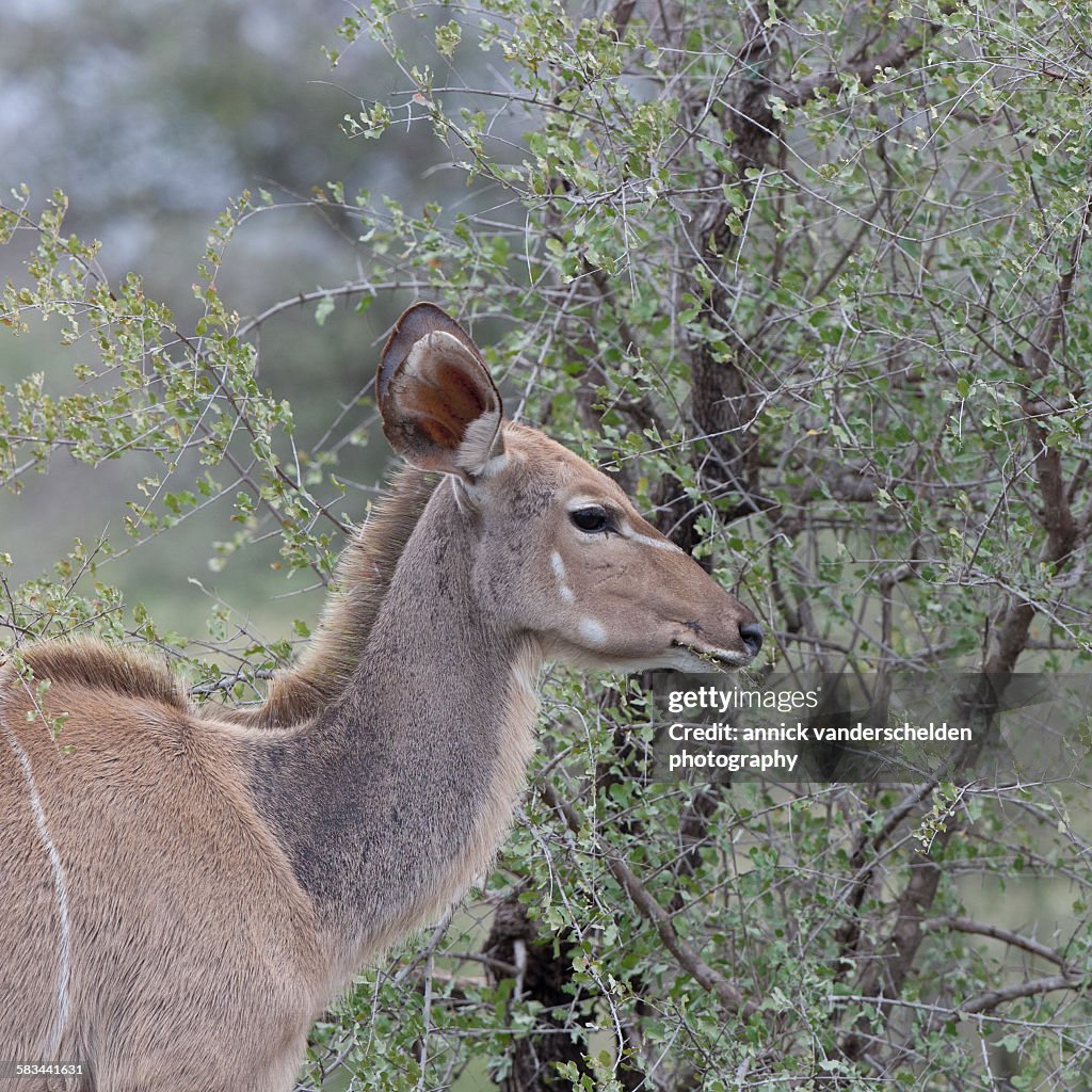 Kudu female