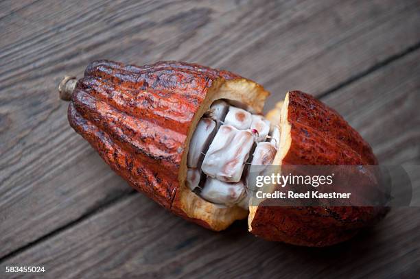 cocoa bean, seed of theobroma cacao. the seed pod of the cocoa tree broken open showing the seeds inside. - cacao pod stockfoto's en -beelden