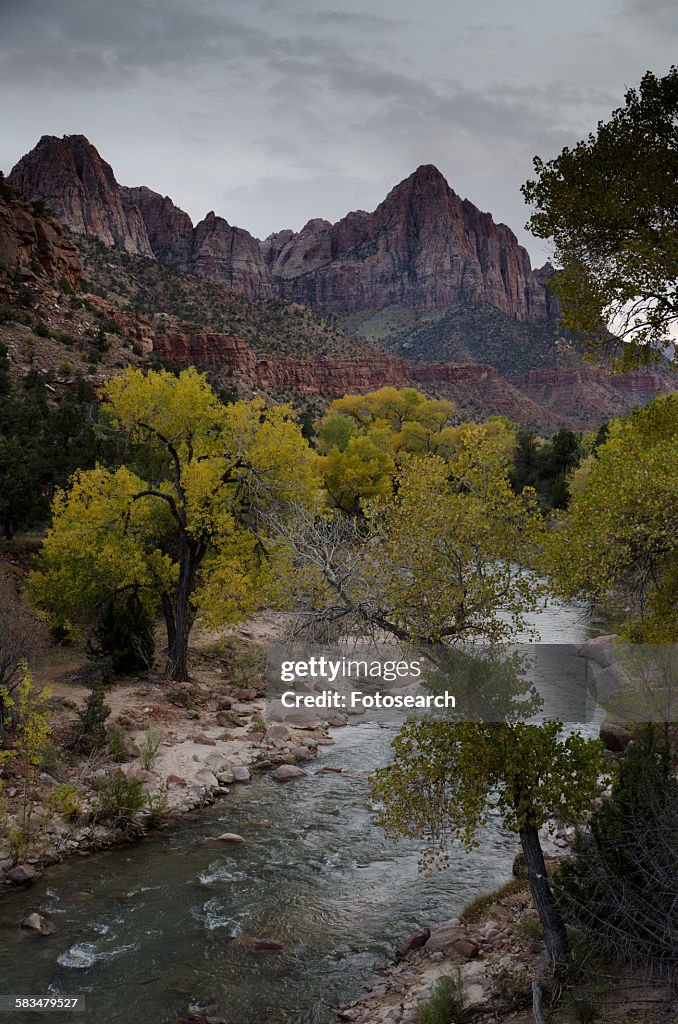 River flowing through a forest