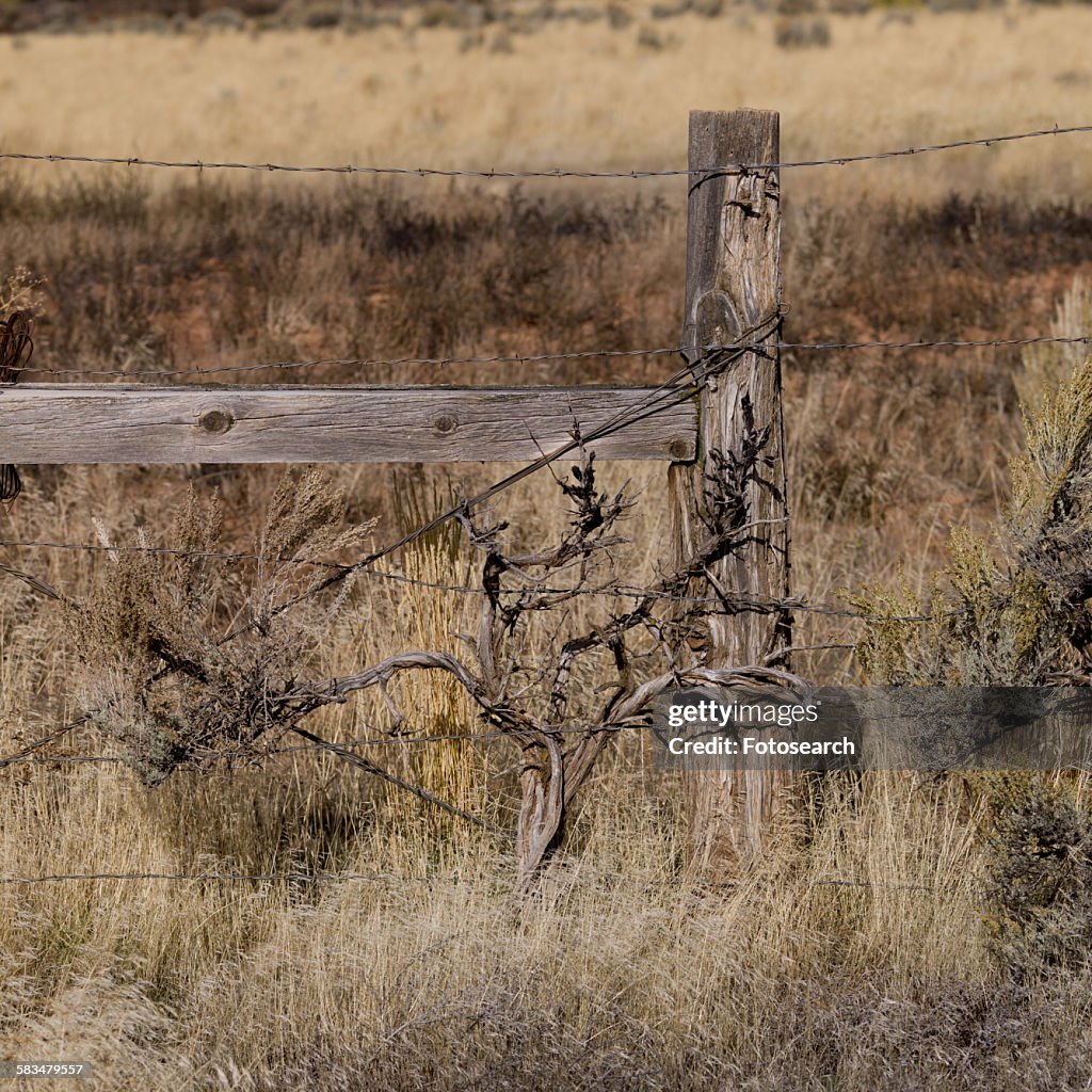 Barbed wire fence