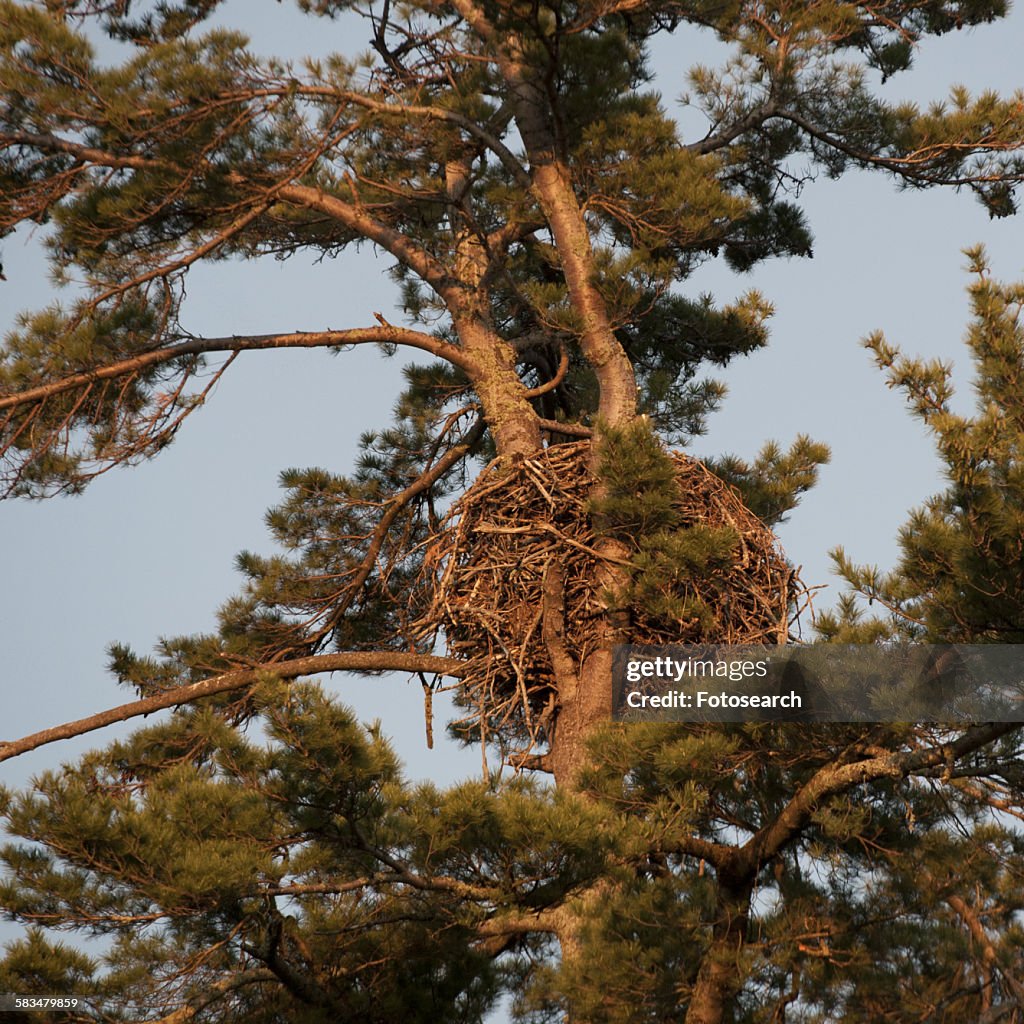 Birds nest on a pine tree