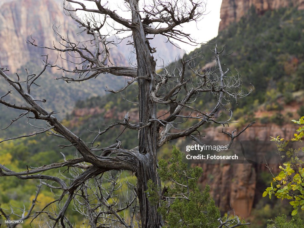 Dead tree with rock formations