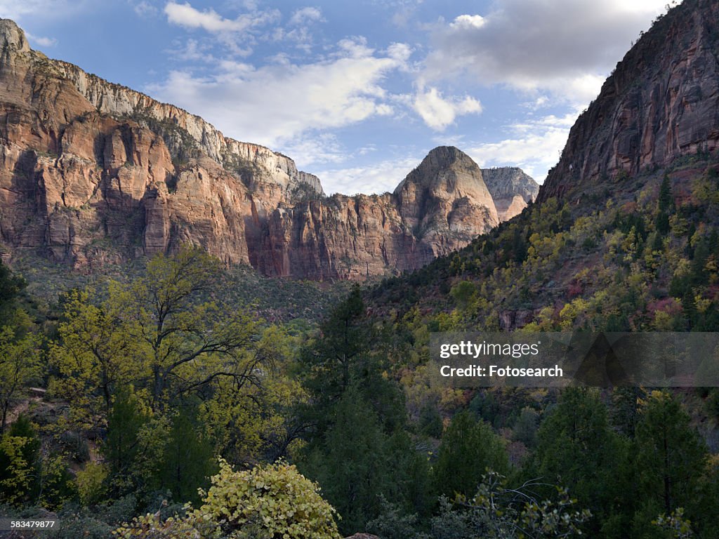 Trees in Zion National Park