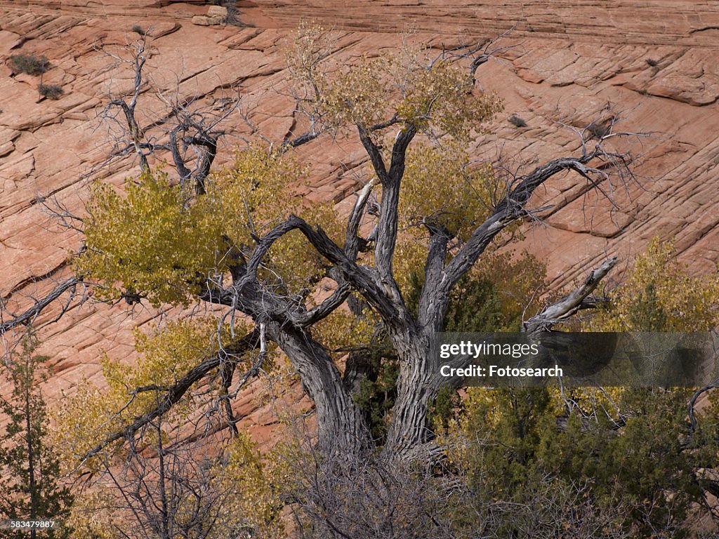 Bare trees in Zion National Park