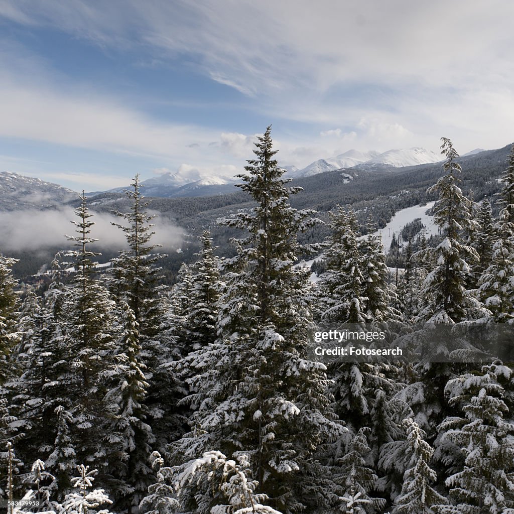 Snow covered trees with mountains