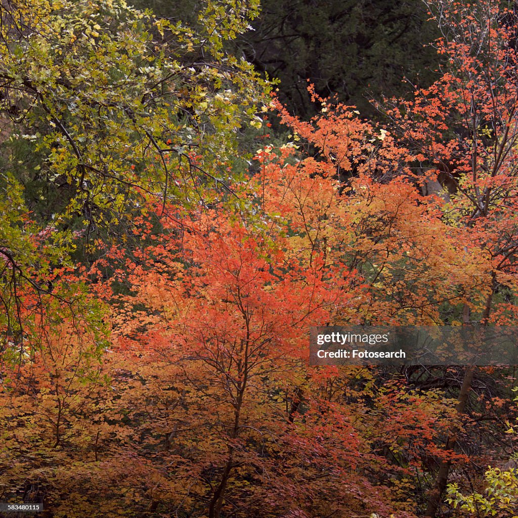 Maple trees in a forest