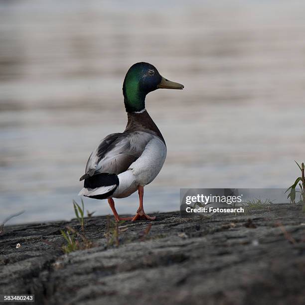 close-up of a mallard duck - kenora stockfoto's en -beelden