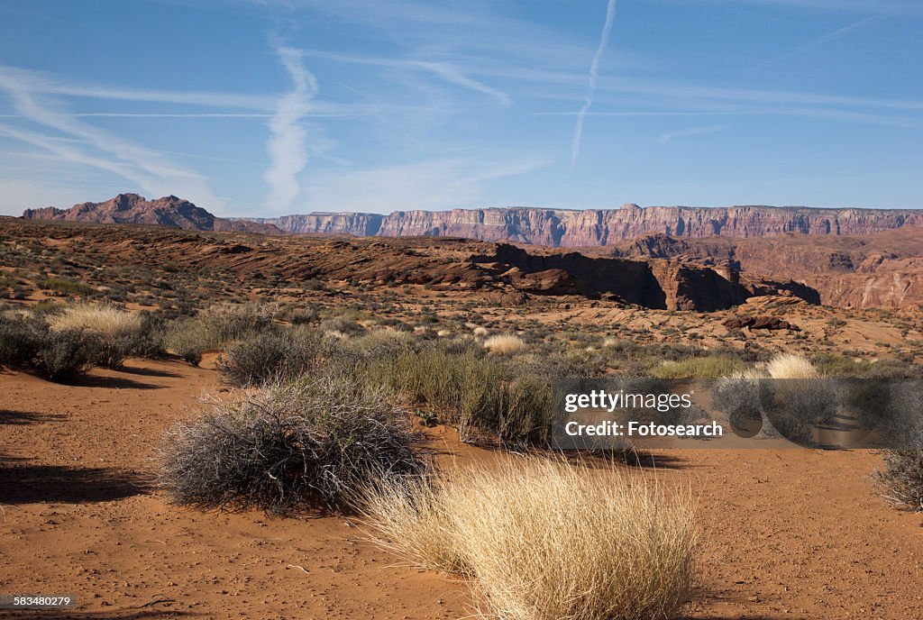 Plants in Horseshoe Bend