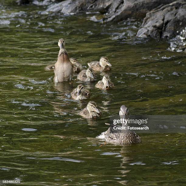 mallard ducks in lake of the woods - kenora stockfoto's en -beelden