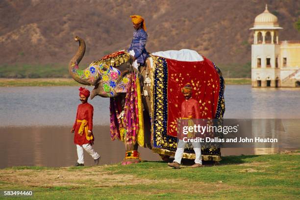 elephant near jal mahal lake palace - indian elephant stock pictures, royalty-free photos & images