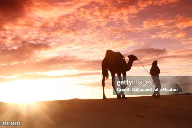 berber tribesman leading camel at sunrise - sahara　sunrise stock pictures, royalty-free photos & images