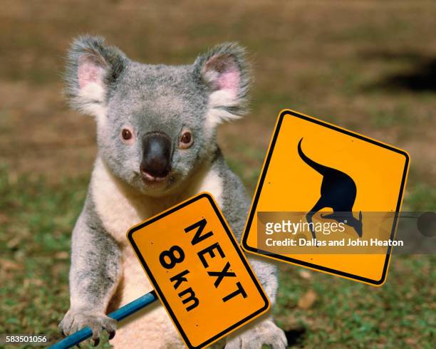 australia, queensland, koala holding kangaroo sign - koala foto e immagini stock