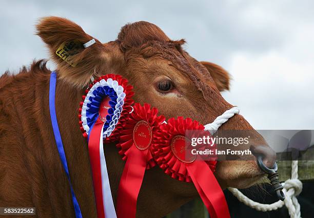 Cow with rosettes is tethered to a fence at the 150th Ryedale Agricultural Show on July 26, 2016 in Kirkbymoorside, England. The Ryedale Show was...