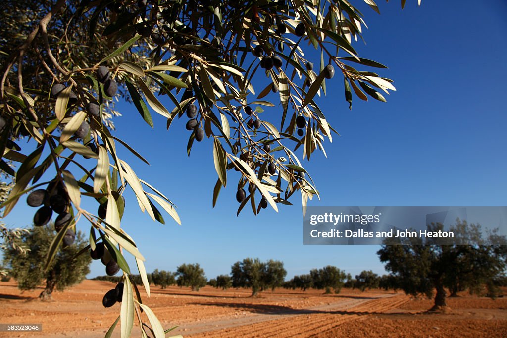 Africa, Tunisia, Gabes, Olive Tree Plantation