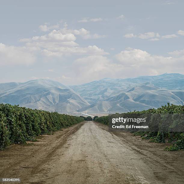 road through grape vines - carretera de tierra fotografías e imágenes de stock