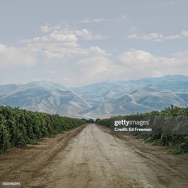 road through grape vines - route perspective photos et images de collection