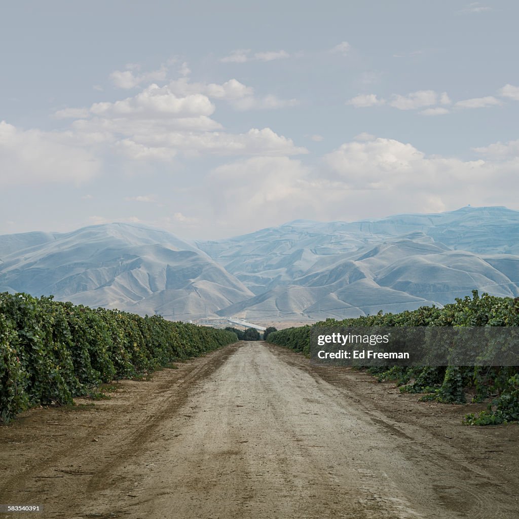 Road Through Grape Vines
