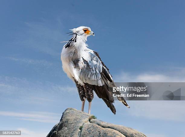 secretary bird in naturalistic setting - secretarisvogel stockfoto's en -beelden
