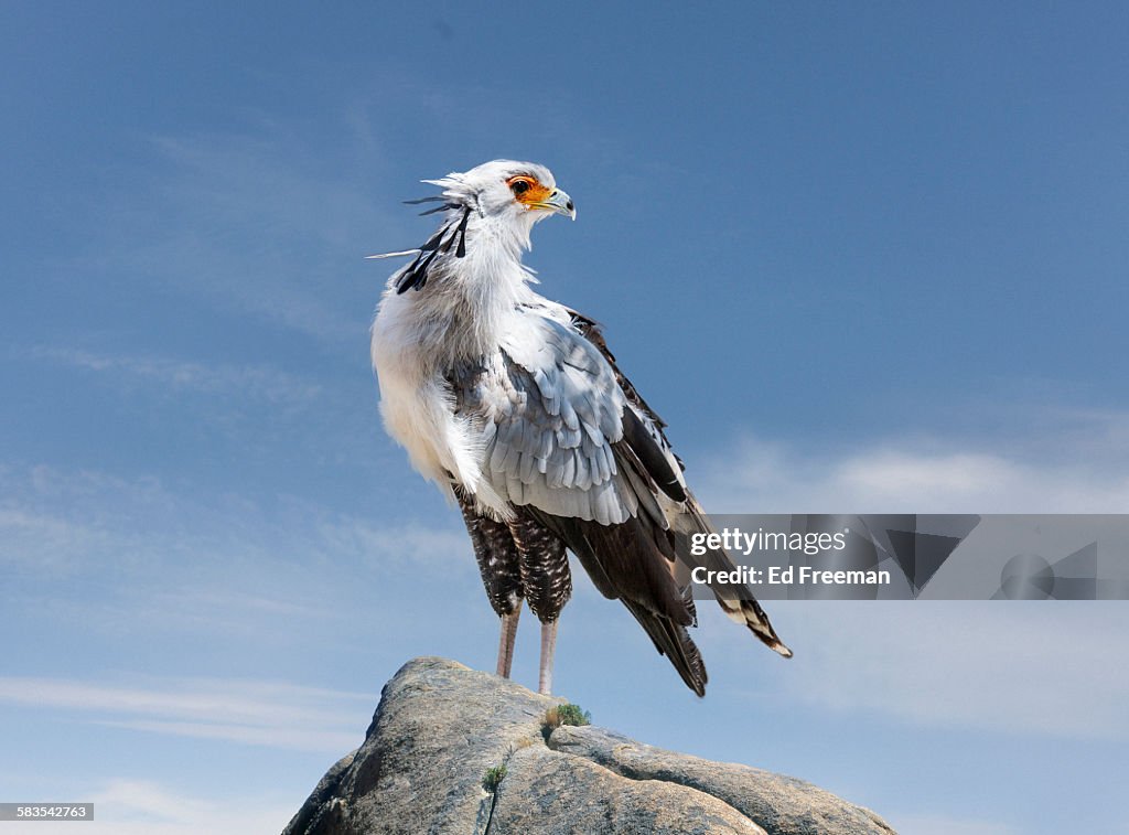 Secretary Bird in Naturalistic Setting