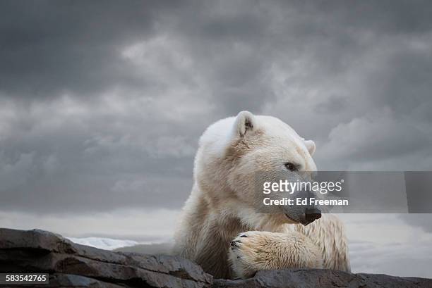 polar bear in naturalistic setting - espèces en danger photos et images de collection