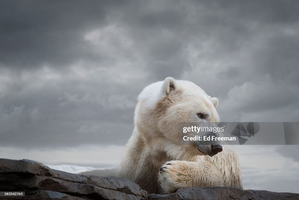 Polar Bear in Naturalistic Setting