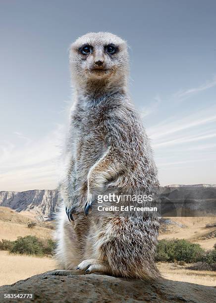 meercat in naturalistic setting - suricate photos et images de collection