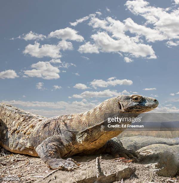 komodo dragon in naturalistic setting - monitor lizard stock pictures, royalty-free photos & images