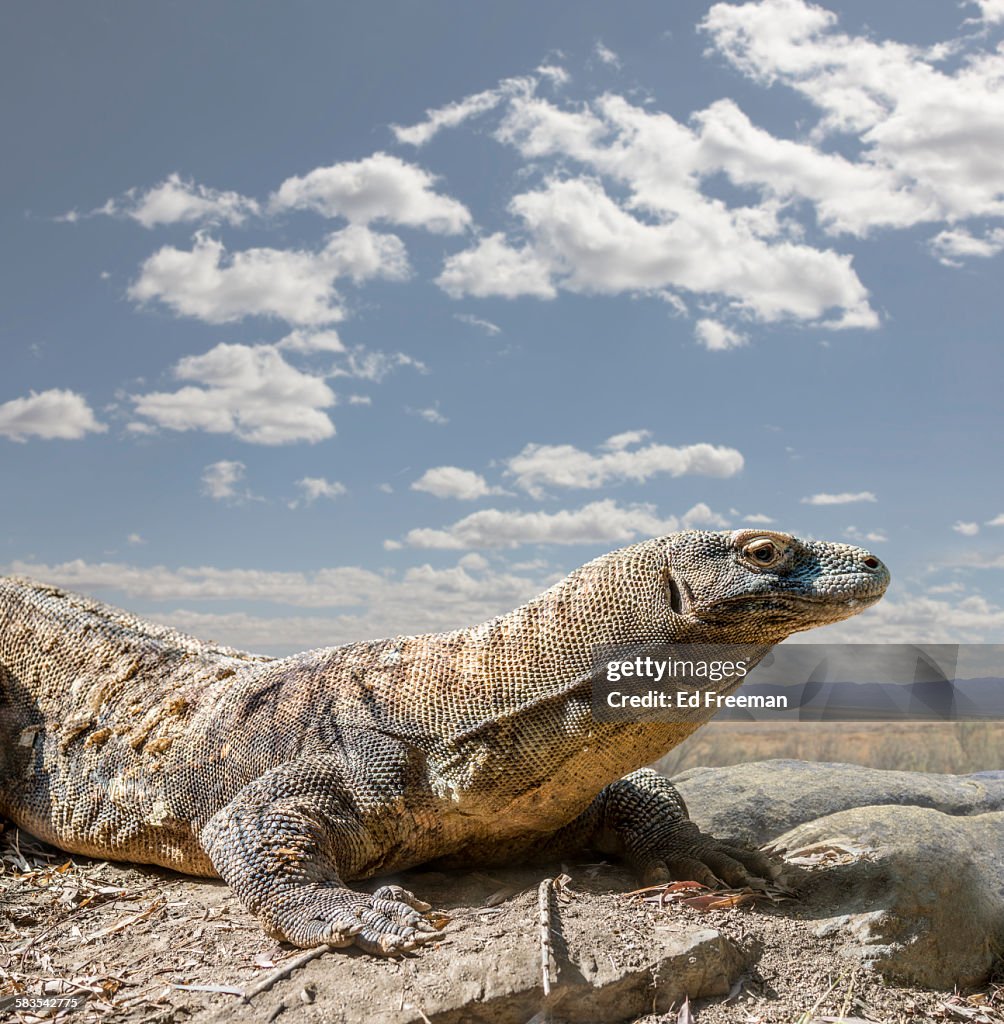 Komodo Dragon in Naturalistic Setting