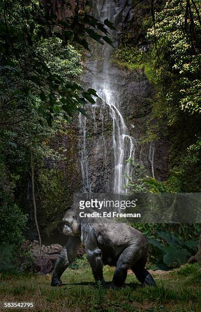 female gorilla in naturalistic setting - gorilla fotografías e imágenes de stock