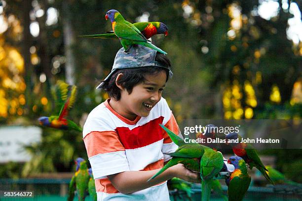 boy feeding lorikeets - animals and people imagens e fotografias de stock