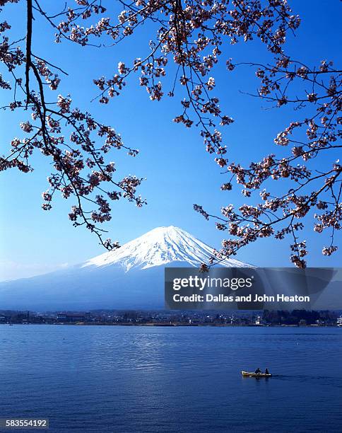 cherry blossom with mount fuji and lake kawaguchi in background, fuji-hakone-izu national park, japan - fuji hakone izu national park stock-fotos und bilder