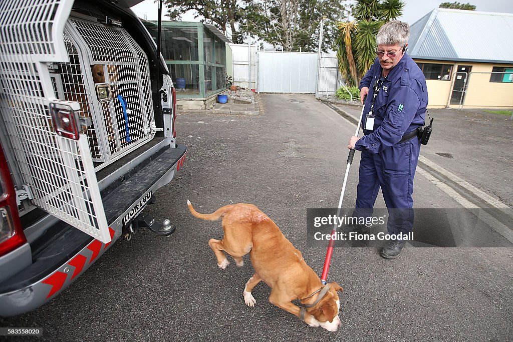 Auckland Council Animal Control Undergo Menacing Dog Project