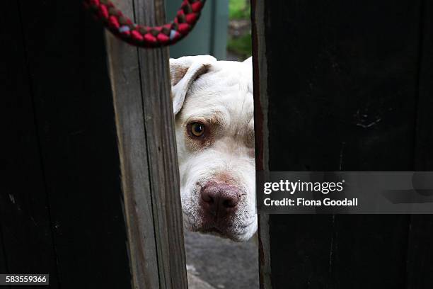 Animal Management Officer Kirsten prepares to remove a Pitbull from a Swanson property on July 27, 2016 in Auckland, New Zealand. The Auckland...