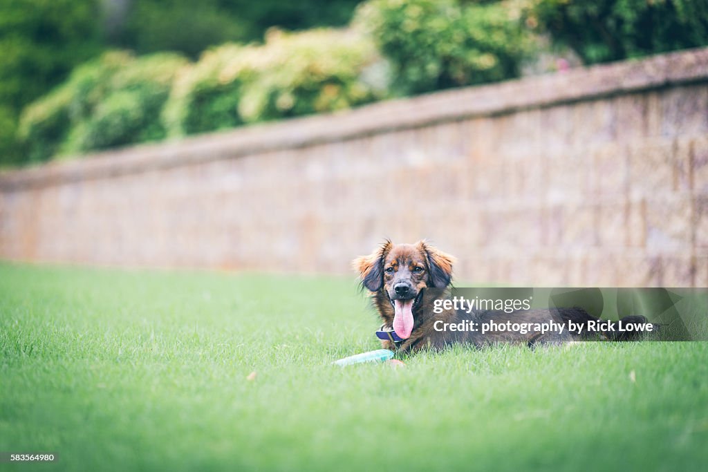 Brown dog