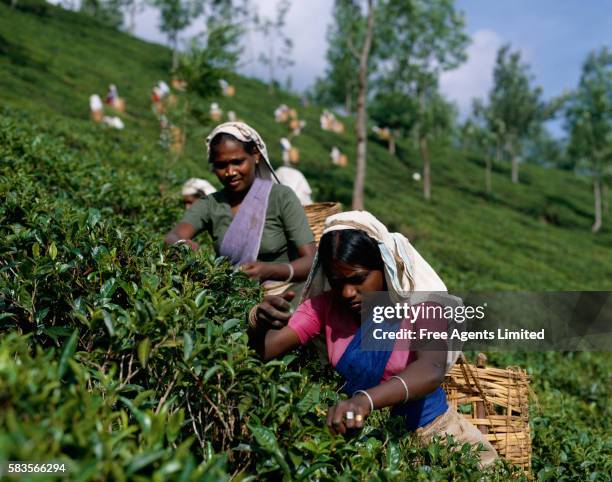 women picking tea leaves - sri lankan ethnicity stock pictures, royalty-free photos & images