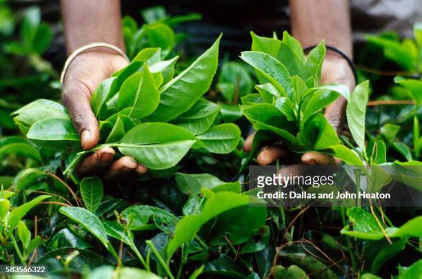 asia, sri lanka, nuwara eliya, tea plantation, tamil woman tea picker holding tea leaves - tee stock-fotos und bilder