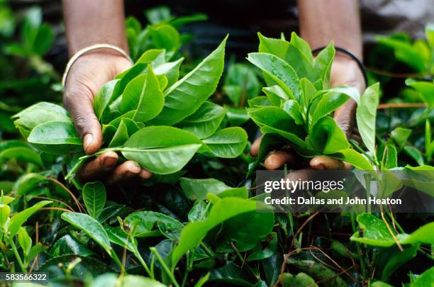 asia, sri lanka, nuwara eliya, tea plantation, tamil woman tea picker holding tea leaves - plantation imagens e fotografias de stock